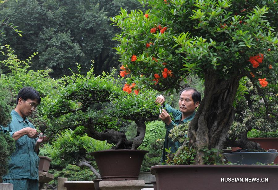 Китайское искусство пэньцзин в ландшафтном парке города Сучжоу