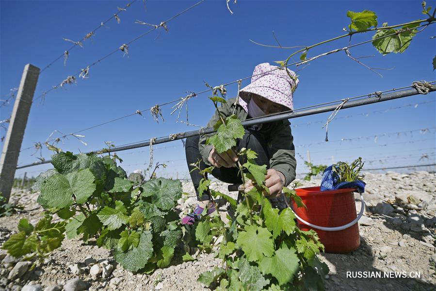 Работа на виноградниках у гор Хэланьшань