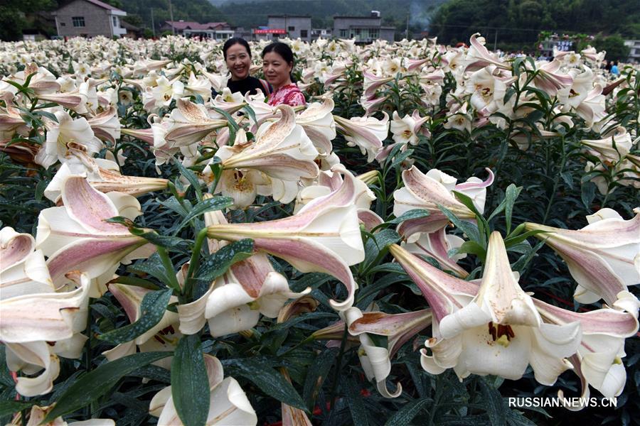 Создание специализированных сельхозкооперативов обеспечило работой бедных крестьян провинции Цзянси
