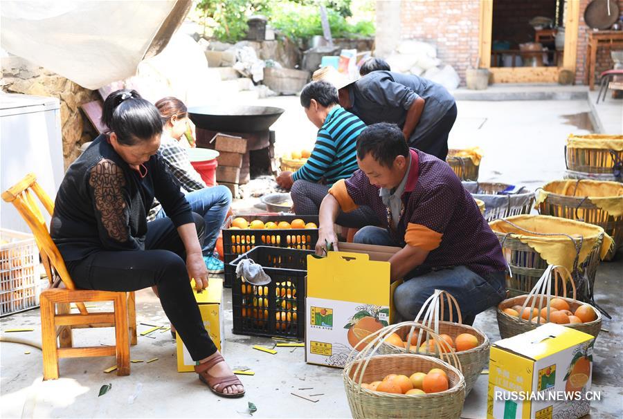Выращивание апельсинов сорта навель в Чунцине