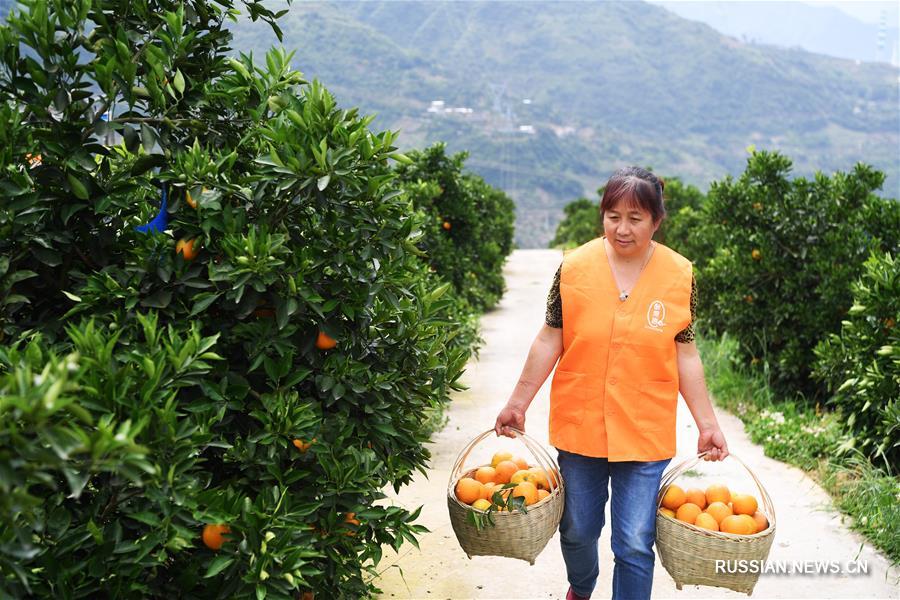 Выращивание апельсинов сорта навель в Чунцине