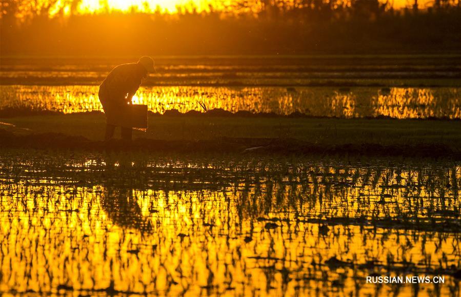Красоты рисовых полей в Синьцзяне