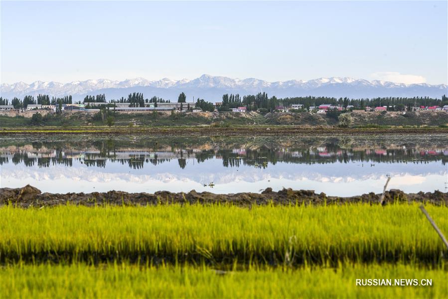 Красоты рисовых полей в Синьцзяне