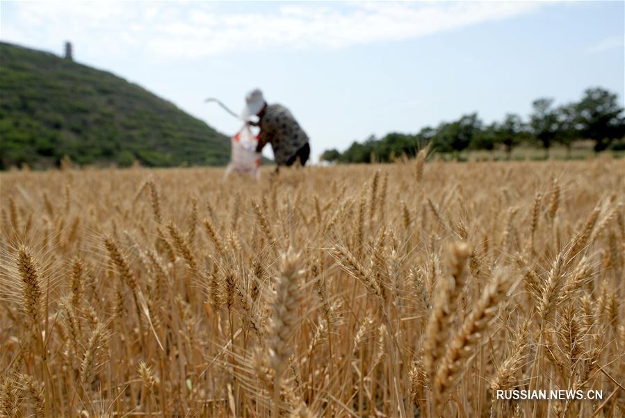 Сбор первого урожая пшеницы в провинции Шэньси