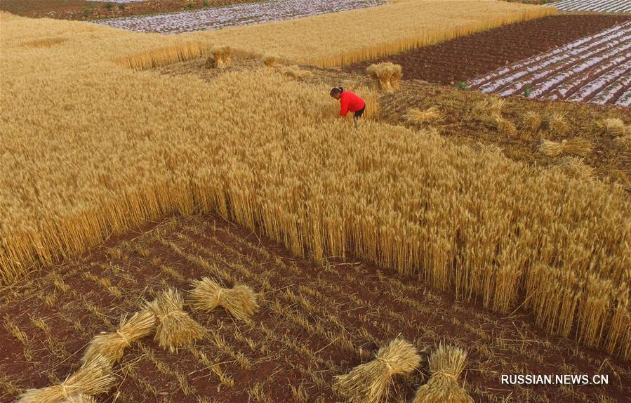 В Китае началась уборка пшеницы