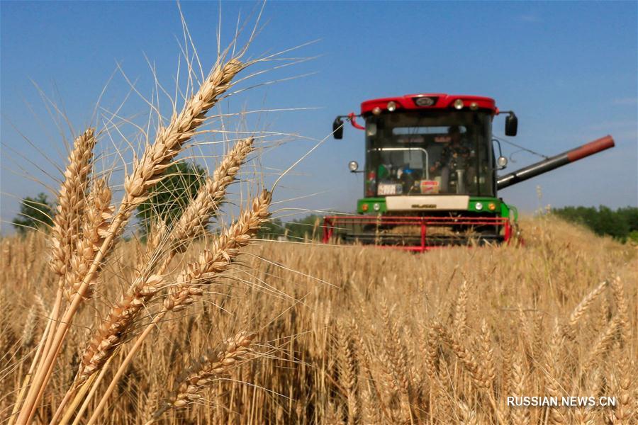 В Китае началась уборка пшеницы