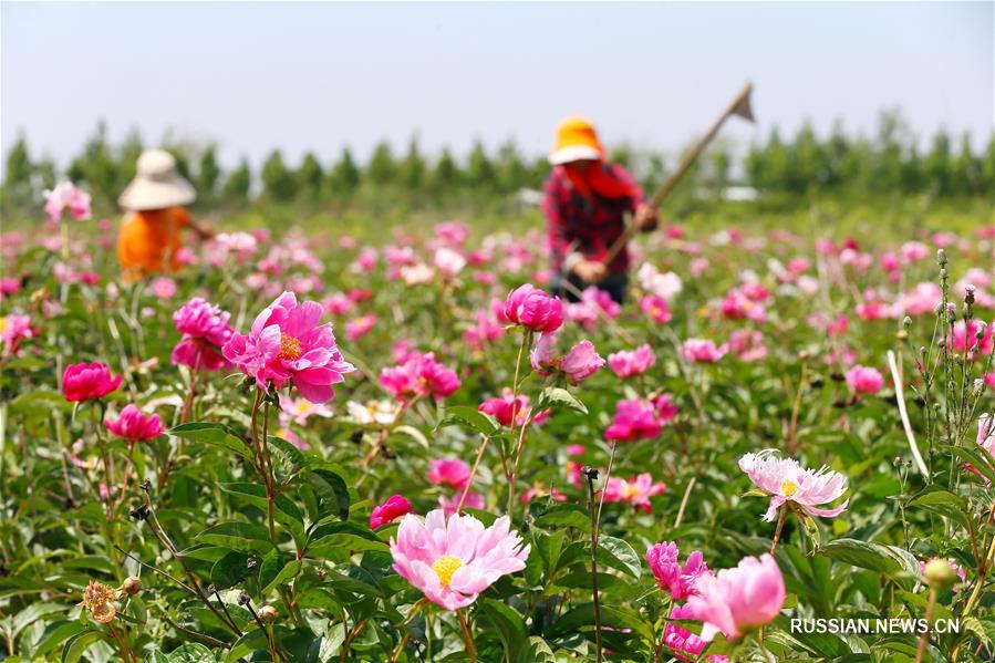 Выращивание пионов молочноцветковых на востоке Китая