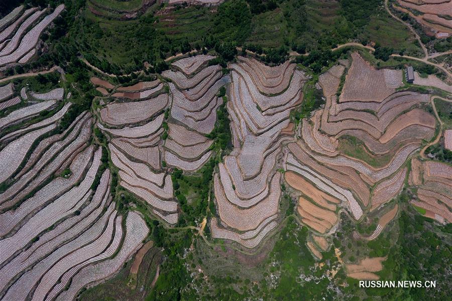 Богарные террасные поля в горах Тайханшань