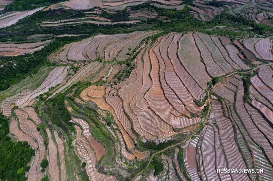Богарные террасные поля в горах Тайханшань