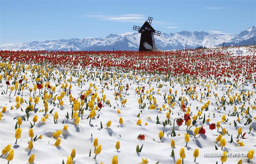 Тюльпаны и снег в ландшафтном парке "Джанбулак"