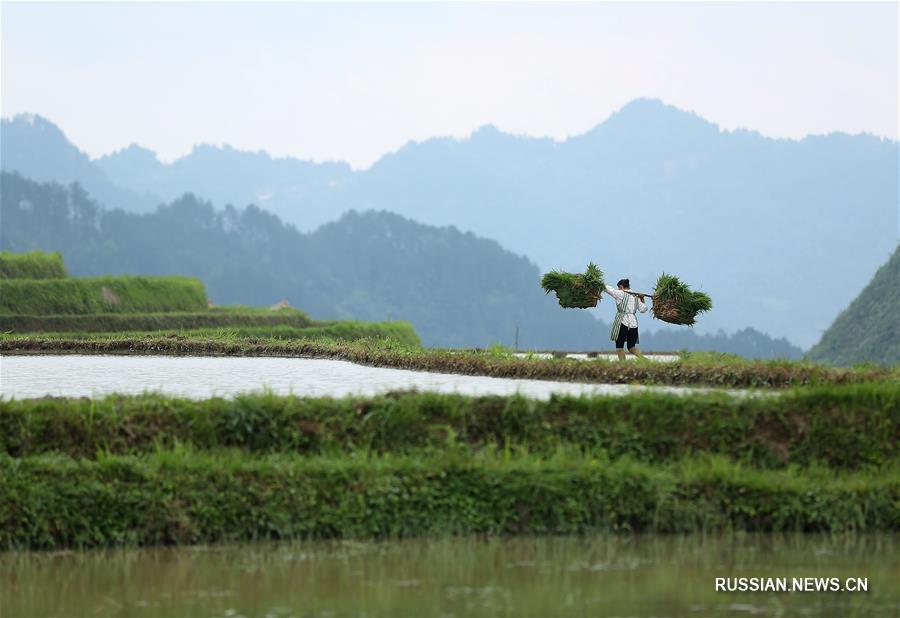Работа на заливных рисовых полях в провинции Гуйчжоу