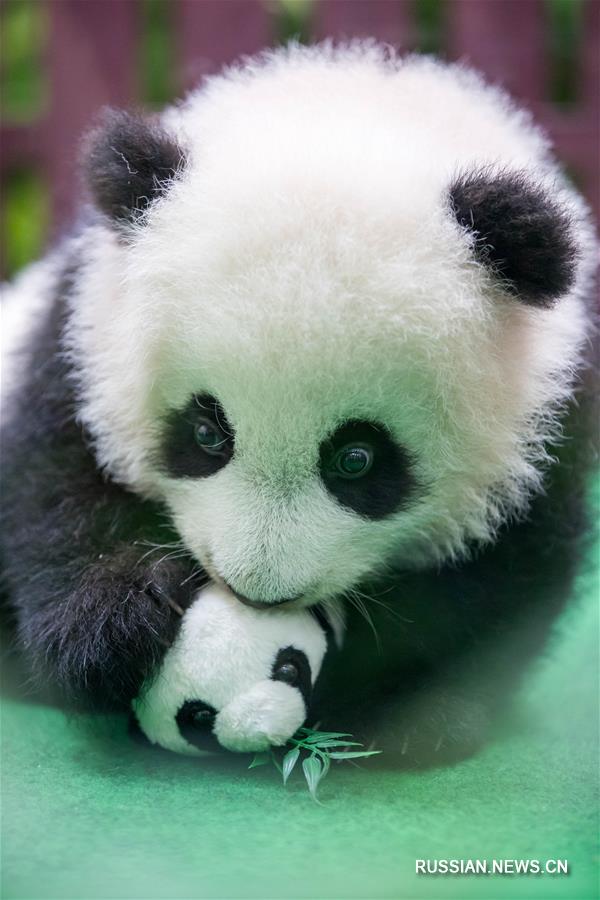 Второй детеныш большой панды, родившийся в Малайзии, впервые представлен публике
