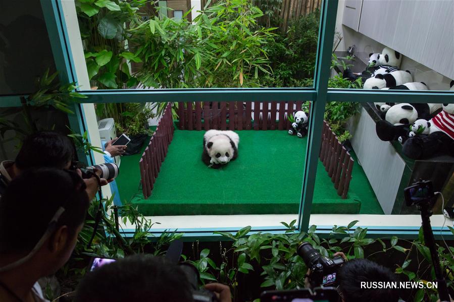 Второй детеныш большой панды, родившийся в Малайзии, впервые представлен публике