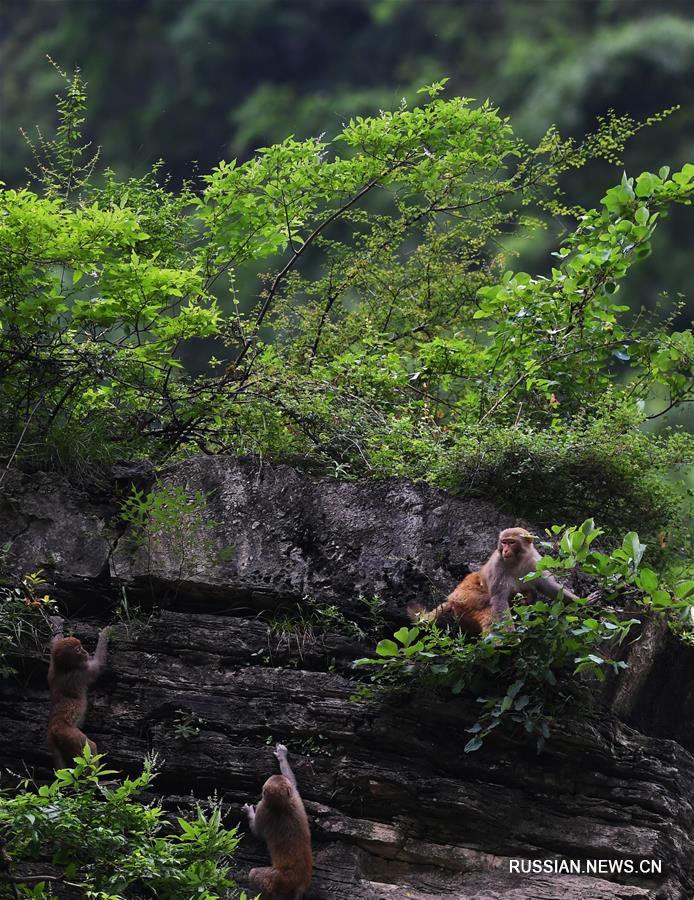 Макаки в ландшафтном парке "Сяосанься" в Чунцине