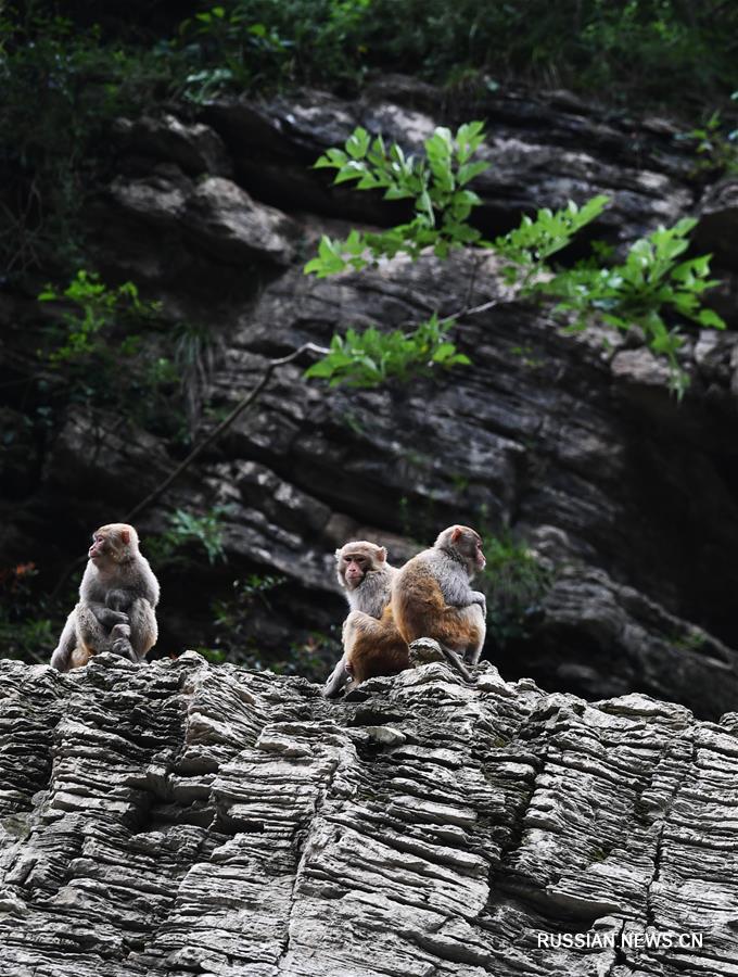 Макаки в ландшафтном парке "Сяосанься" в Чунцине