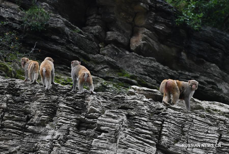 Макаки в ландшафтном парке "Сяосанься" в Чунцине