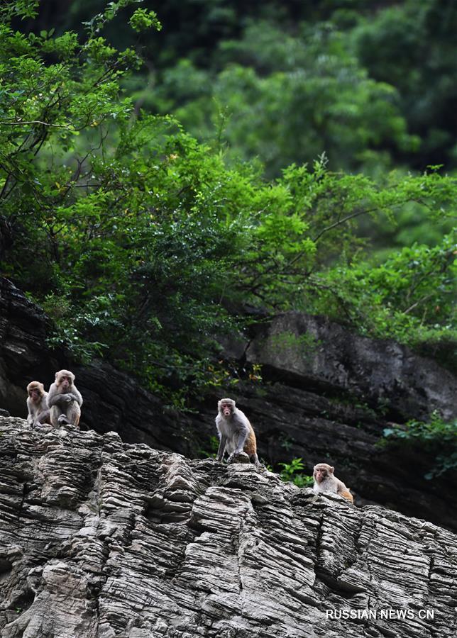 Макаки в ландшафтном парке "Сяосанься" в Чунцине