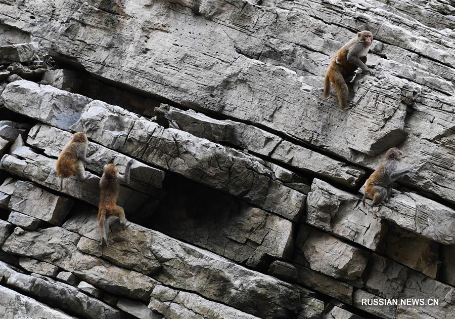 Макаки в ландшафтном парке "Сяосанься" в Чунцине