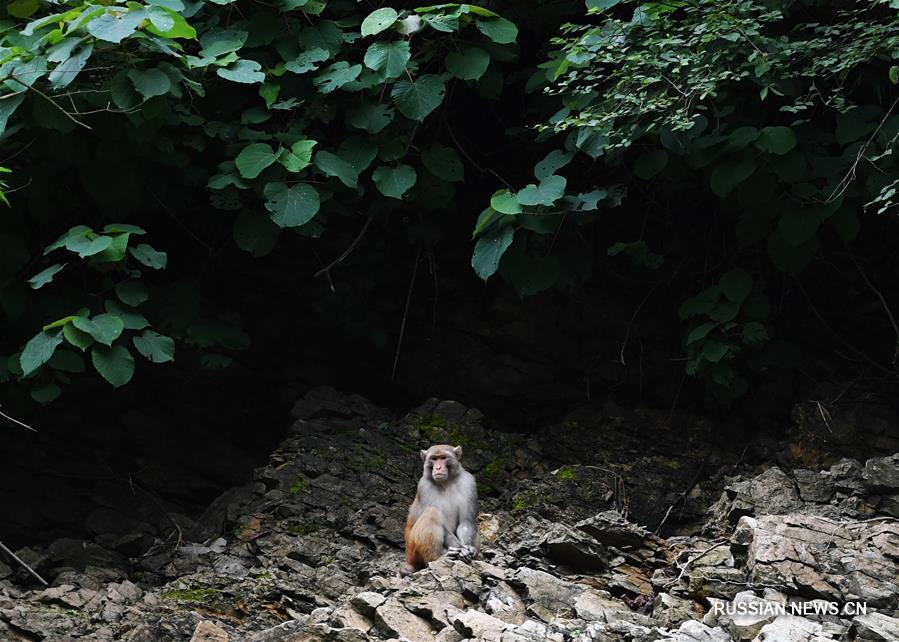 Макаки в ландшафтном парке "Сяосанься" в Чунцине