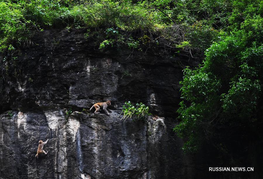Макаки в ландшафтном парке "Сяосанься" в Чунцине
