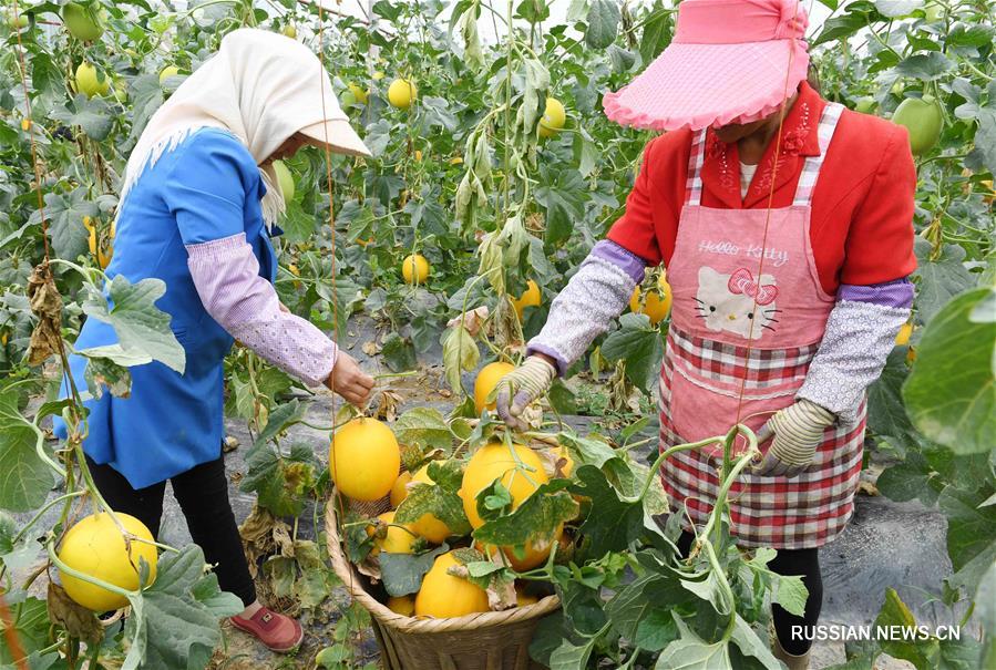 Развитие производства дынь в бедных деревнях уезда Сюньдянь