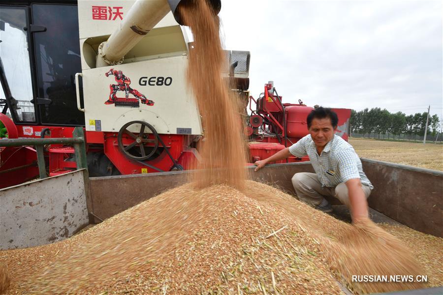 Уборка пшеницы в провинции Хэнань
