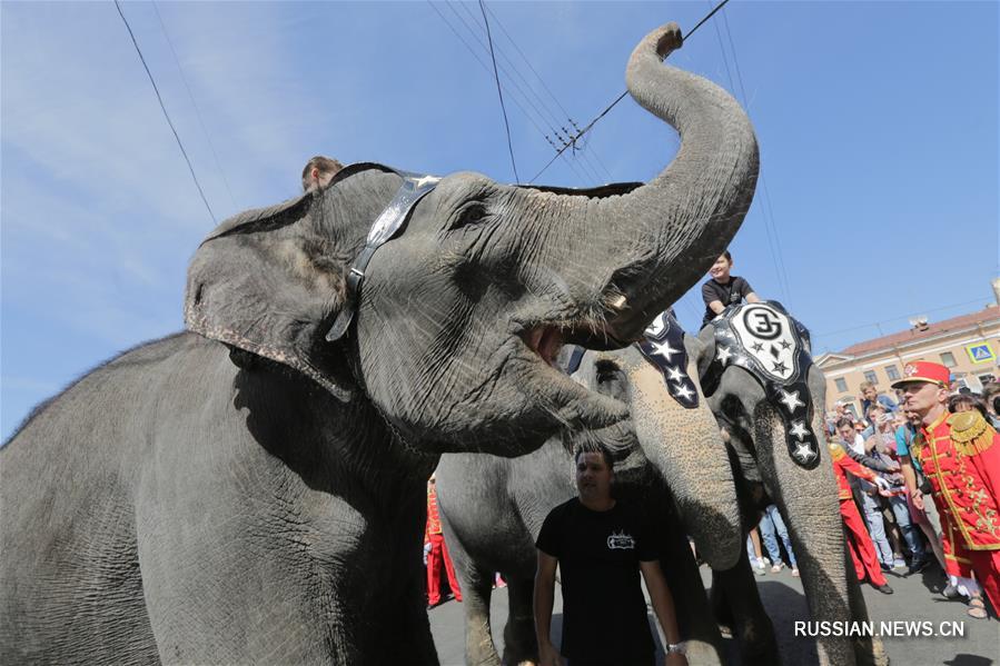 Слоны получили спецприз циркового фестиваля "На Фонтанке" в Санкт-Петербурге