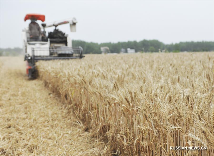 В Китае начались масштабные работы по уборке урожая пшеницы