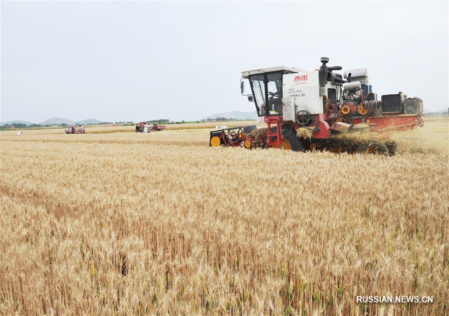 В Китае начались масштабные работы по уборке урожая пшеницы