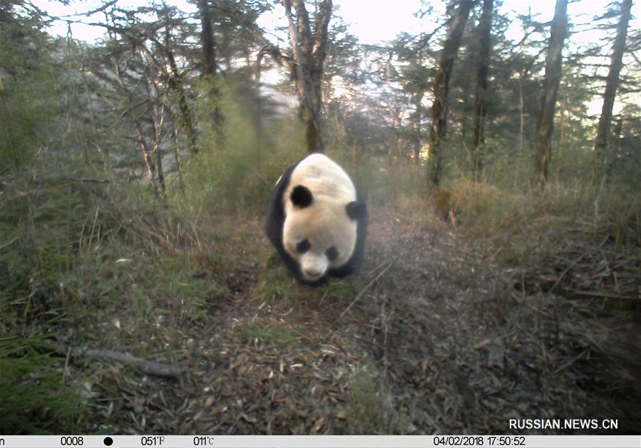 Инфракрасные камеры облегчают наблюдение за большими пандами в дикой природе