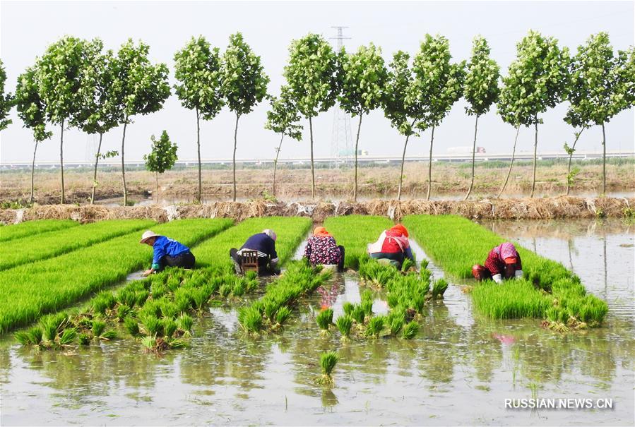  Высаживание риса на морском побережье в Ляньюньгане