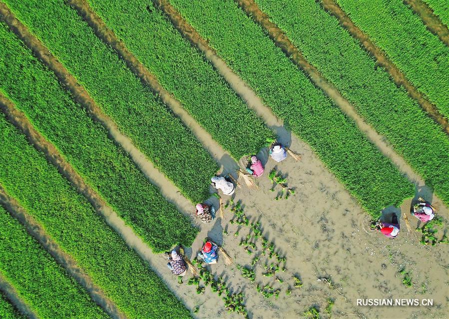  Высаживание риса на морском побережье в Ляньюньгане