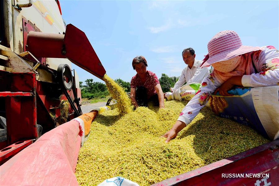 В Китае идет уборка пшеницы