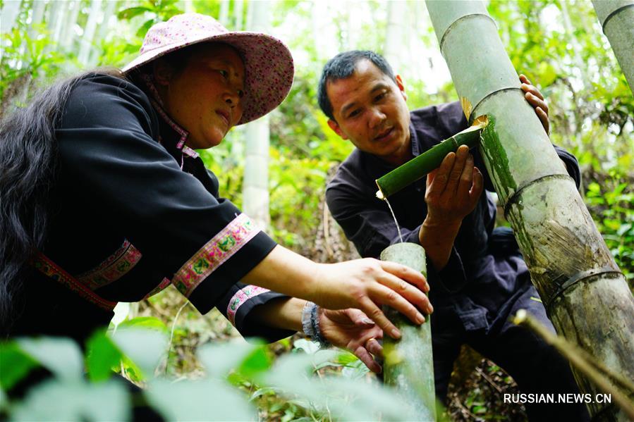 Производство бамбукового вина в уезде Луншэн