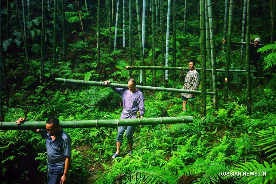Производство бамбукового вина в уезде Луншэн