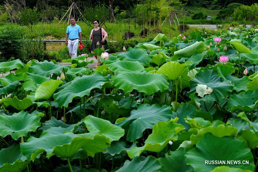Туристы любуются плантациями лотосов в поселке Уфу