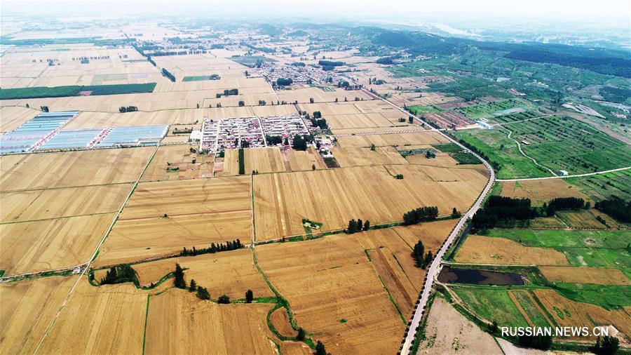 Золотые пшеничные поля в провинции Шаньдун