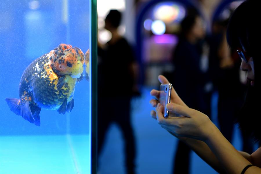 Всемирный конкурс золотых рыбок в Фучжоу