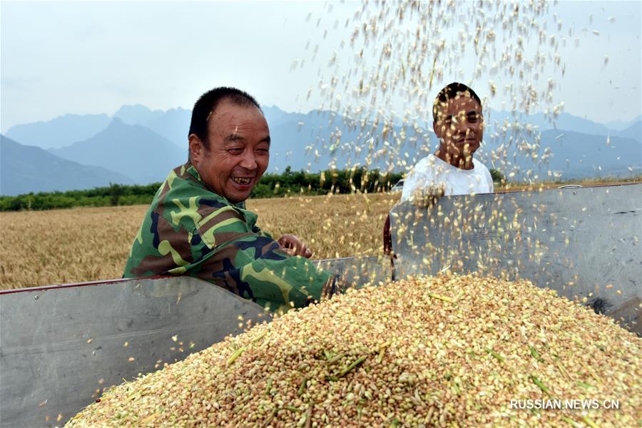 Уборка пшеницы в провинции Шэньси