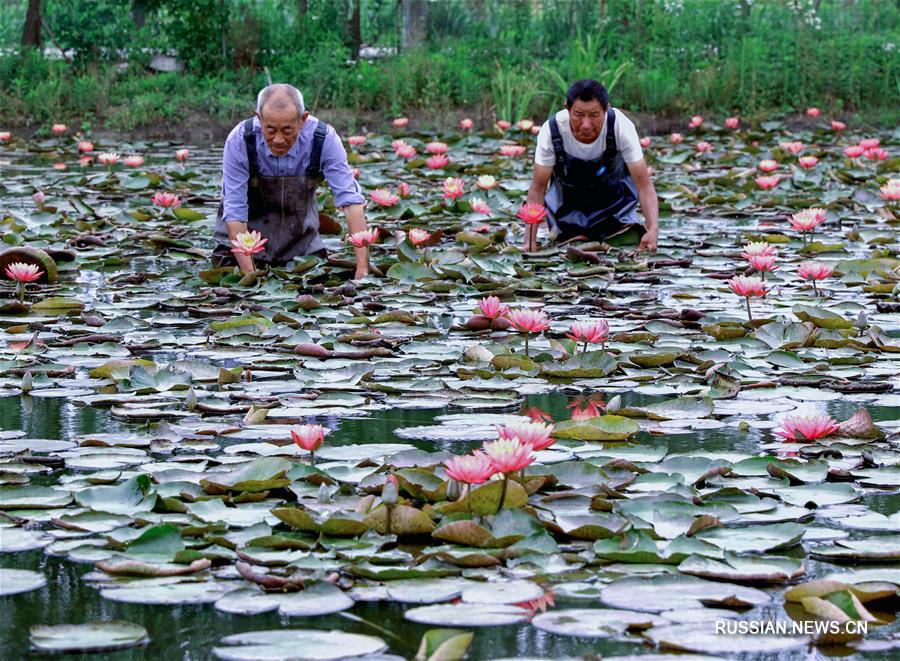 Модернизация производства лотосов в волости Люйшань