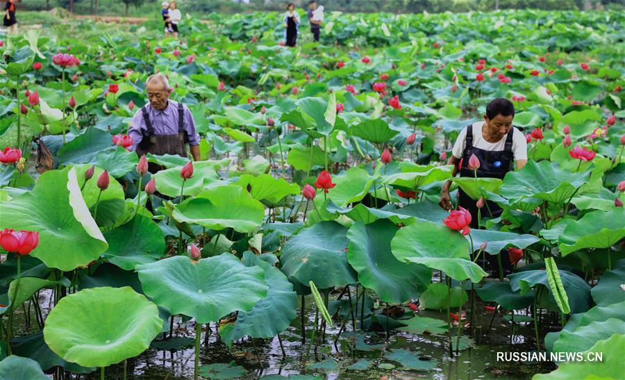 Модернизация производства лотосов в волости Люйшань