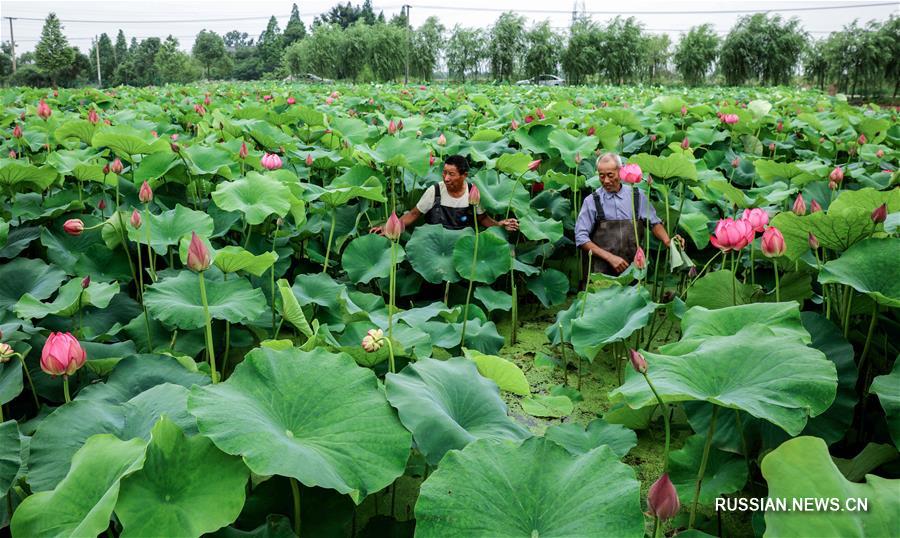 Модернизация производства лотосов в волости Люйшань