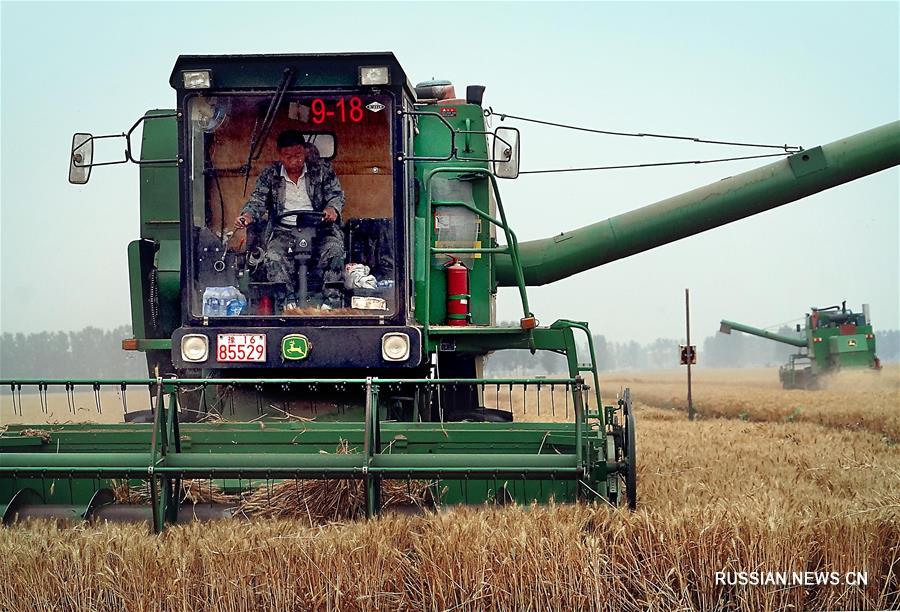 "Битва за урожай" на пшеничных полях в Чжоукоу