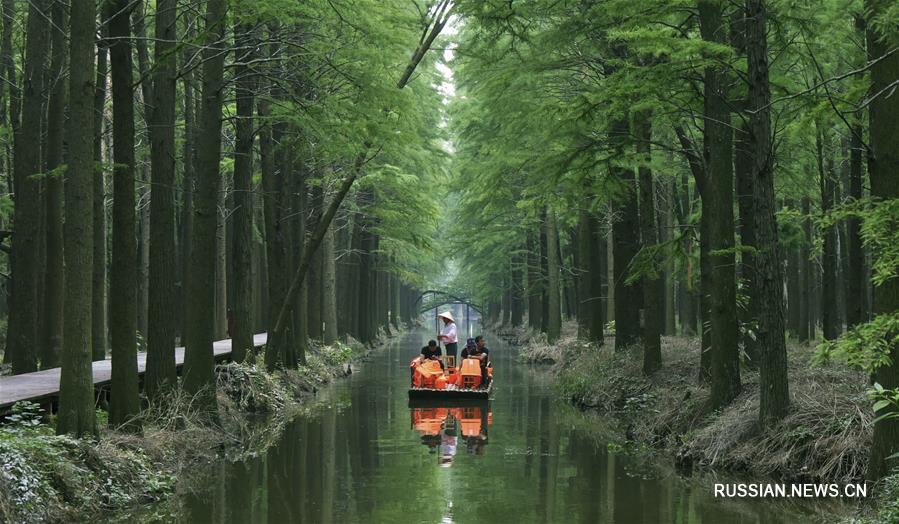 "Лес на воде" в Восточном Китае