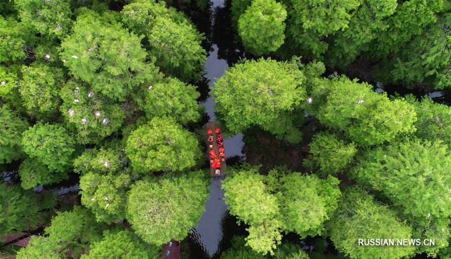 "Лес на воде" в Восточном Китае