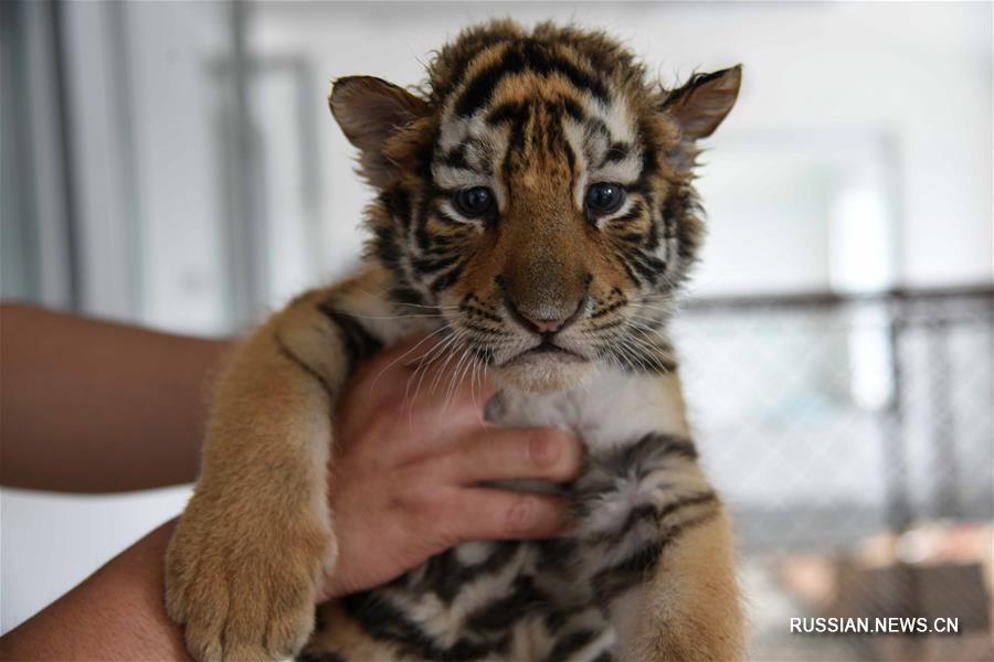 В Хэйлунцзянском парке амурских тигров бережно ухаживают за новорожденными тигрятами