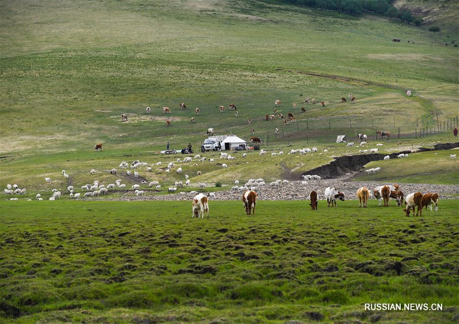 Свежая зелень в степях Внутренней Монголии