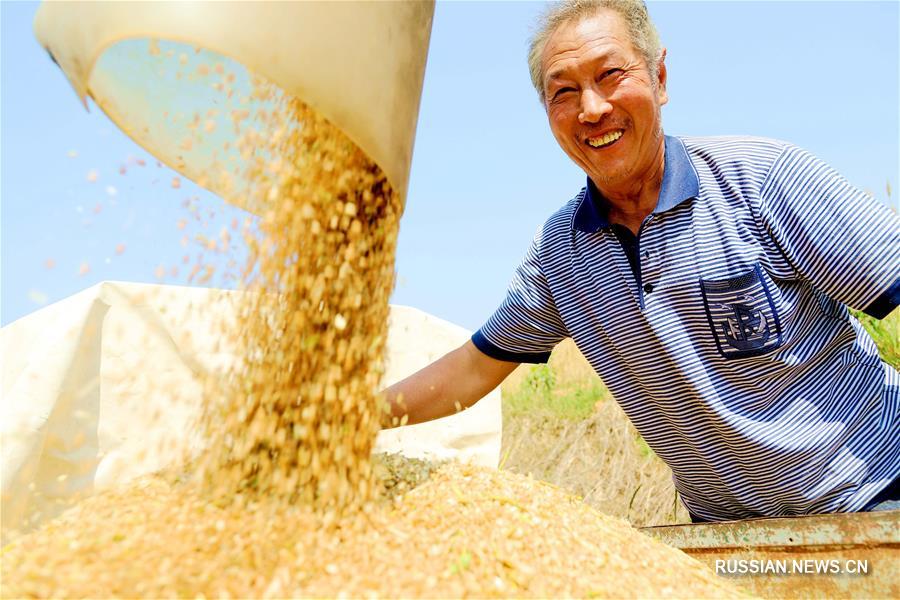 Уборка пшеницы в начале сезона "маньчжун"