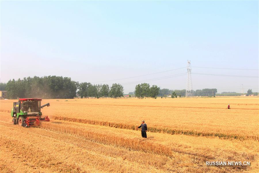 Уборка пшеницы в начале сезона "маньчжун"