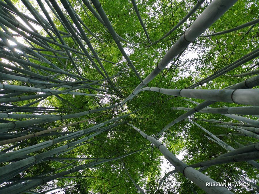 200 тыс га бамбуковых рощ в Ибине